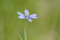 Blue-eyed Grass