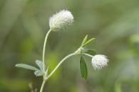 Hare's-foot Clover Hare's-foot Clover