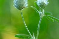 Hare's-foot Clover Hare's-foot Clover