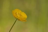 Meadow Buttercup