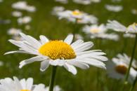 Montauk Daisy Montauk Daisy
