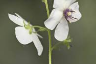 Moth Mullein