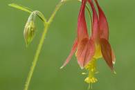 Red Columbine