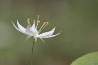 Starflower