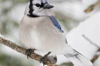 blue-jay-2.jpg blue-jay-2.jpg