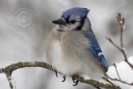 blue-jay.jpg blue-jay.jpg