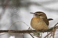 carolina-wren.jpg carolina-wren.jpg
