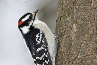 downy-woodpecker.jpg downy-woodpecker.jpg