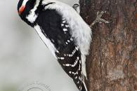 hairy-woodpecker.jpg hairy-woodpecker.jpg