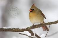 northern-cardinal-female.jpg northern-cardinal-female.jpg