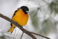 northern-oriole-2.jpg northern-oriole-2.jpg