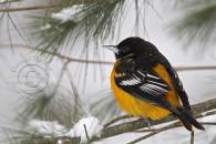 northern-oriole.jpg northern-oriole.jpg