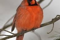 nothern-cardinal-male-2.jpg nothern-cardinal-male-2.jpg