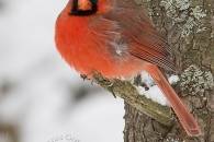 nothern-cardinal-male.jpg nothern-cardinal-male.jpg