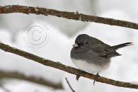 nothern-junco.jpg nothern-junco.jpg
