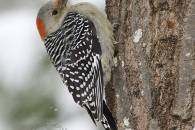 red-bellied-woodpecker-2.jpg red-bellied-woodpecker-2.jpg