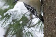 red-bellied-woodpecker.jpg red-bellied-woodpecker.jpg