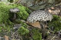 Old-Manof-the-Woods-2018-08-30-14-37-55-C-11284