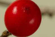 berry-in-focus-small