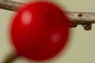 stick-in-focus-small