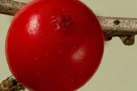 ps-masked-berry-parts-on-base-stack-small