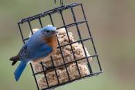 Male Bluebird on Suet Feeder
