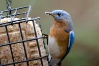 Male Bluebird on Suet Feeder