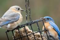 Male and Female Bluebird on Suet Feeder