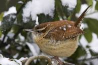 carolina-wren
