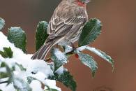 house-finch-1.jpg