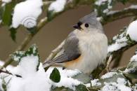 titmouse-1.jpg