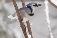 Bluejay