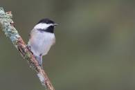 Black-capped Chicadee