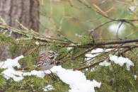 White-throated Sparrow