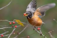 American Robin  eating Winterberry