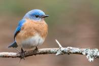 Male Bluebird