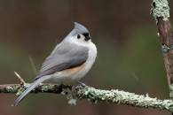 Tufted Titmouse