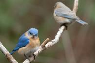 Male and Female Bluebirds