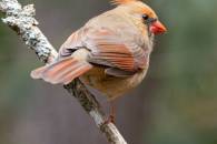 Northern Cardinal