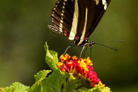 Zebra Butterfly