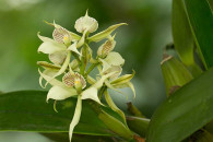 Orchid