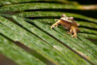 Masked Tree Frog