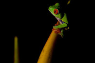Red-eyed Tree Frog