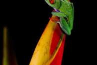 Red-eyed Tree Frog