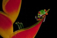 Red-eyed Tree Frog