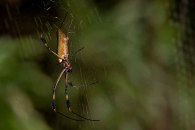 Golden Orb Weaver