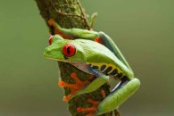 Red-eyed Tree Frog
