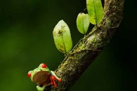 Red-eyed Tree Frog