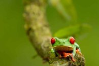 Red-eyed Tree Frog