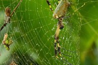 Golden Orb Weaver